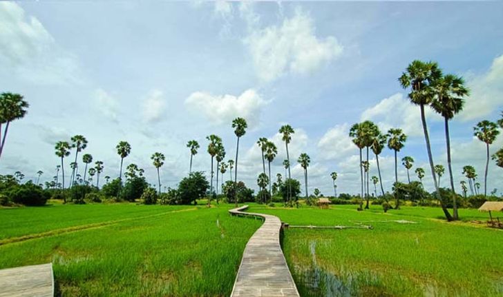 ณ.ปทุม คาเฟ่ ร้านกาแฟกลางดงตาล พร้อมสะพานไม้ไผ่ทอดยาวไปในทุ่งนา