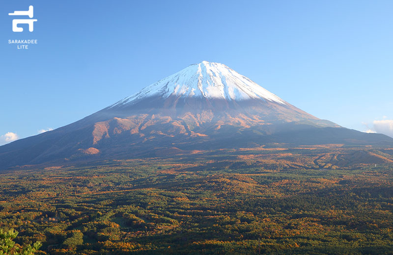 aokigahara-forest-2