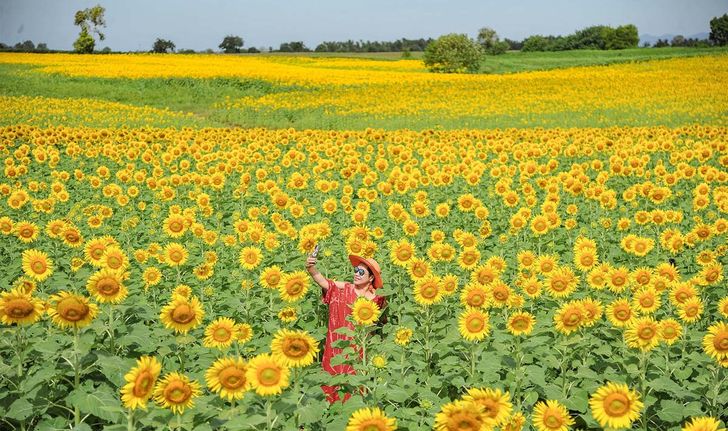 สุดอันซีน! ทุ่งทานตะวันพันไร่ ตำบลชอนสารเดช ลพบุรี เข้าชมฟรีได้รูปสวยปัง