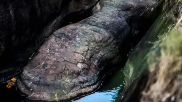"พญานาคเล่นน้ำ" ตะลึง! พบหินคล้ายพญานาคในช่องหุบเขาน้ำ สำนักสงฆ์ห้วยหินแหบบึงกาฬ