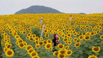 ทุ่งดอกทานตะวันไร่มณีศร บานสะพรั่งเต็มพื้นที่ รอรับนักท่องเที่ยวมาเช็กอิน