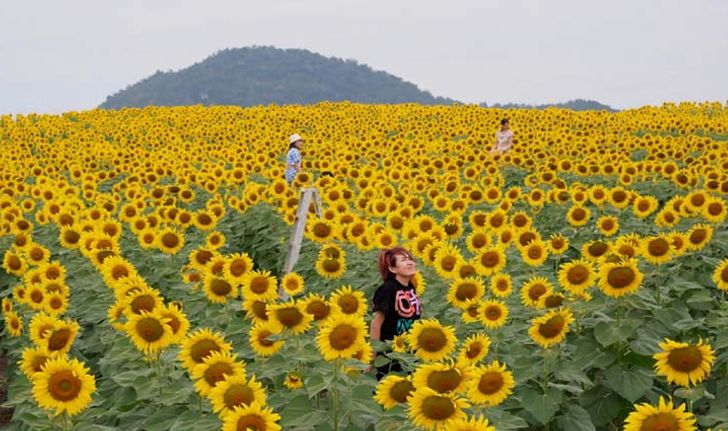 ทุ่งดอกทานตะวันไร่มณีศร บานสะพรั่งเต็มพื้นที่ รอรับนักท่องเที่ยวมาเช็กอิน