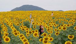 ทุ่งดอกทานตะวันไร่มณีศร บานสะพรั่งเต็มพื้นที่ รอรับนักท่องเที่ยวมาเช็กอิน