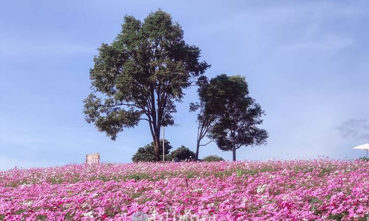 ทุ่งดอกคอสมอสสีชมพูบนยอดเขา ความงดงามแห่งไร่รักษาวิว 360 องศา เชียงใหม่