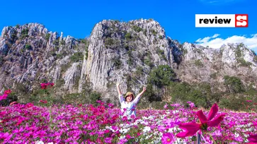 ทุ่งสิริสมัย ทุ่งดอกคอสมอสสีสันสดใสพร้อมวิวภูเขา มุมถ่ายรูปสุดปังใกล้กรุงเทพฯ