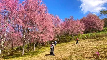 ภูลมโล จังหวัดเลย ดอกนางพญาเสือโคร่งบานสะพรั่ง เปลี่ยนภูเขากลายเป็นสีชมพู