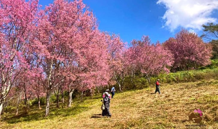 ภูลมโล จังหวัดเลย ดอกนางพญาเสือโคร่งบานสะพรั่ง เปลี่ยนภูเขากลายเป็นสีชมพู