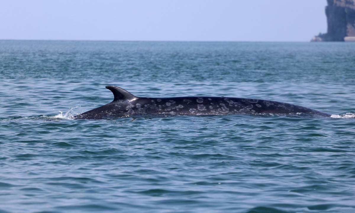 วาฬบรูด้าขนาดใหญ่ โผล่เล่นน้ำอวดโฉมในเขตอุทยานแห่งชาติหมู่เกาะอ่างทอง