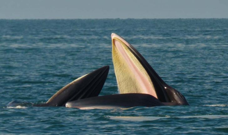 พบวาฬบรูด้า 3 ตัวอวดโฉมโผล่เล่นน้ำในเขตอุทยานแห่งชาติหมู่เกาะอ่างทอง