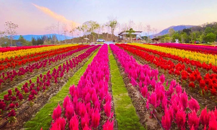 Flower Village สวนดอกไม้แห่งใหม่เขาใหญ่ สีสันสุดสวย  ต้อนรับเดือนแห่งความรัก