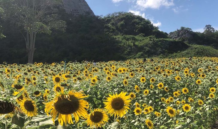 ทุ่งดอกทานตะวัน บานสะพรั่งข้างหน้าผา พระพุทธรูปเขาชีจรรย์