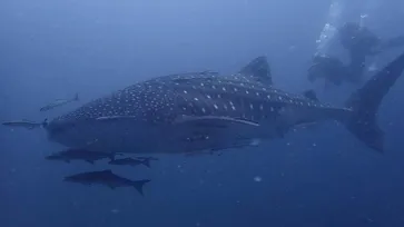 ตื่นตาตื่นใจ ฉลามวาฬโผล่อวดโฉมโชว์นักท่องเที่ยวที่เกาะเต่า