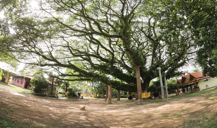 สุดทึ่งที่เดียวในไทย พบจามจุรียักษ์ สวยงามศักดิ์สิทธิ์ อายุเกือบ 300 ปี