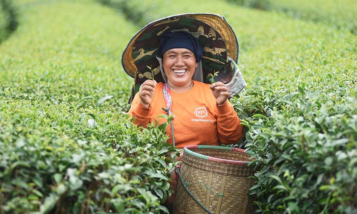 สิงห์ปาร์ค เชียงราย : แหล่งท่องเที่ยวเชิงเกษตรที่มี “วิถีแห่งคนปลูกชา” เป็นหัวใจ