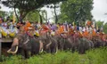 หาชมยาก! ประเพณีตักบาตรบนหลังช้าง จังหวัดบุรีรัมย์