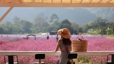 Hokkaido Flower Park Khaoyai ทุ่งดอกไม้สีชมพู มุมถ่ายรูปสุดปังเขาใหญ่