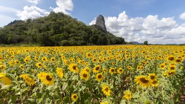 ทุ่งดอกทานตะวันเขาจีนแล เบ่งบานเหลืองอร่าม ท่ามกลางวิวภูเขา