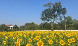 ทุ่งดอกทานตะวันโคราช บานสะพรั่งเต็มพื้นที่กว่า 100 ไร่ สวยอลังการ