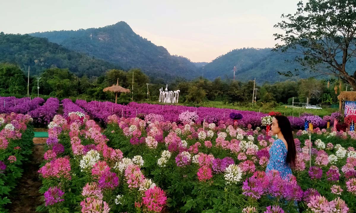 ไร่กลิ่นเกสร สวนดอกผักเสี้ยนฝรั่งสีชมพู สวยงามกลางวิวขุนเขา