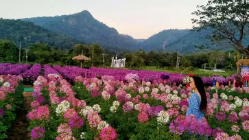 ไร่กลิ่นเกสร สวนดอกผักเสี้ยนฝรั่งสีชมพู สวยงามกลางวิวขุนเขา
