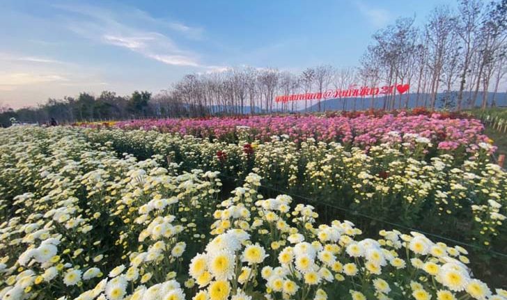 ดอกเบญจมาศวังน้ำเขียว บานสะพรั่งรับเทศกาลวาเลนไทน์ 2023