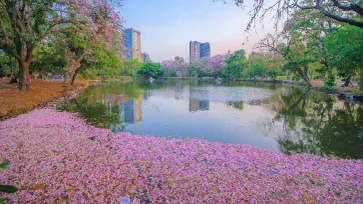 อัปเดต! ชมพูพันธุ์ทิพย์สวนรถไฟ บานสะพรั่งเต็มสวน มุมถ่ายรูปปังใจกลางเมือง