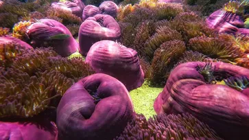 สุดอลังการ! โลกใต้น้ำ “เกาะจาน-เกาะท้ายทรีย์” ทะเลสวยใกล้กรุงเทพฯ