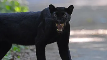 เผยภาพน่ายินดี เสือดำแห่งแก่งกระจาน ออกโชว์ตัวในเขตอุทยาน