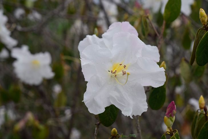 ชมดอกกุหลาบขาวบาน ภูหินร่องกล้า พิษณุโลก