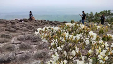 ชมดอกกุหลาบขาวบาน ภูหินร่องกล้า พิษณุโลก ช่วงโค้งสุดท้ายปีนี้