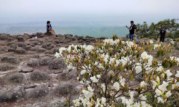 ชมดอกกุหลาบขาวบาน ภูหินร่องกล้า พิษณุโลก ช่วงโค้งสุดท้ายปีนี้