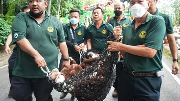 สุดฮา! สวนสัตว์เชียงใหม่ซ้อมแผนชะนีหลุด ให้เจ้าหน้าที่แต่งชุดชะนี เล่นจริง จับจริง