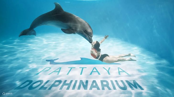 ที่เที่ยวพัทยา Pattaya Dolphinarium