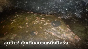 กุ้งเดินขบวน 2566 ปรากฏการณ์หาชมยาก 1 ปีมีครั้ง เริ่มขึ้นแล้ววันนี้!