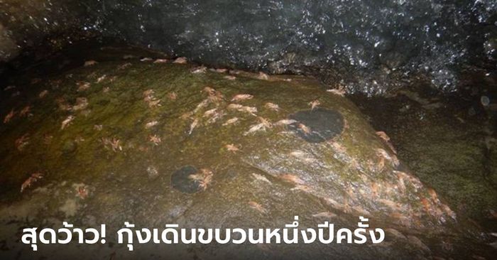 กุ้งเดินขบวน 2566 ปรากฏการณ์หาชมยาก 1 ปีมีครั้ง เริ่มขึ้นแล้ววันนี้!