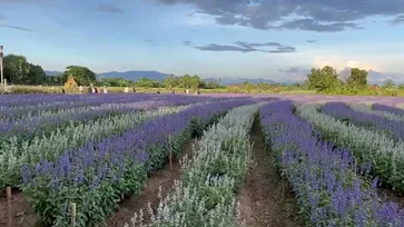 เชียงใหม่หรือนี่! I Love Flower Farm ทุ่งดอกซัลเวียบานสะพรั่งเหมือนอยู่ต่างประเทศ