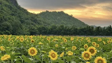 The Village Farm To Cafe' ทุ่งดอกทานตะวันบานเต็มทุ่ง เปิดให้เข้าชมแล้ววันนี้