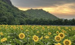 The Village Farm To Cafe' ทุ่งดอกทานตะวันบานเต็มทุ่ง เปิดให้เข้าชมแล้ววันนี้