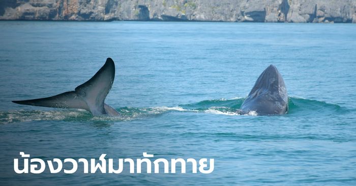 ดีต่อใจ! ชมโลมาหลังโหนก วาฬบรูด้า อุทยานแห่งชาติหมู่เกาะอ่างทอง