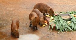 ต้อนรับเพื่อนใหม่ สวนสัตว์โคราชเปิดตัว "หนูยักษ์คาปิบาร่า" และ "ตัวกินมดยักษ์"