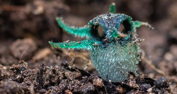 "พิศวงตานกฮูก" พืชแปลกสายพันธุ์ใหม่หนึ่งเดียวในโลก ที่ ออุ้มผาง