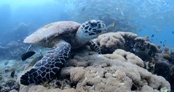 เต่ายักษ์เจ้าถิ่นที่เกาะพีพี เตรียมต้อนรับเหล่านักดำน้ำไปชมความงามใต้ท้องทะเล