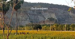 ชมความงามทุ่งทานตะวันบานสะพรั่งเมืองโบราณอู่ทอง