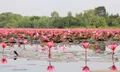 ล่องเรือชม "ดอกบัวแดง" บานสะพรั่งรับลมหนาว ณ อ่างเก็บน้ำหนองหญ้าม้า