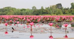 ล่องเรือชม "ดอกบัวแดง" บานสะพรั่งรับลมหนาว ณ อ่างเก็บน้ำหนองหญ้าม้า