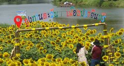 ทาตะวันบานรอชมเชย ริมแม่น้ำปราจีนฯ ดอกทานตะวันบานสวยวิวแม่น้ำ