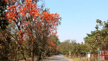 ชวนเที่ยวชมถนนดอกจานบานสะพรั่ง เก็บตะวันที่เขื่อนมูลบน