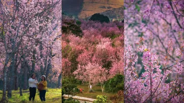 นางพญาเสือโคร่ง "ภูลมโล" ซากุระเมืองไทยสวยสะพรั่งต้อนรับท่องเที่ยว