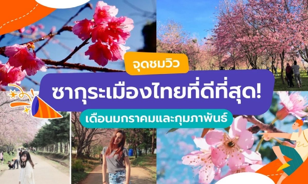 จุดชมวิวซากุระเมืองไทยที่ดีที่สุด เดือนมกราคมและกุ