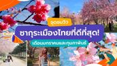 จุดชมวิวซากุระเมืองไทยที่ดีที่สุด เดือนมกราคมและกุมภาพันธ์